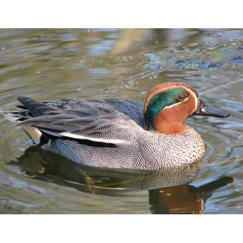 Манок Helen BAUD на чирка-свистунка, селезень