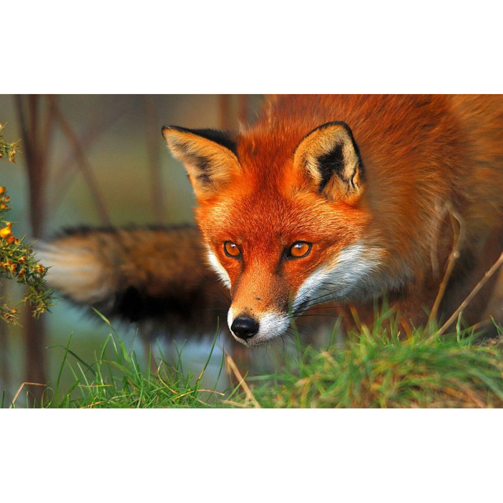 Манок Hubertus на лису - мышиный писк