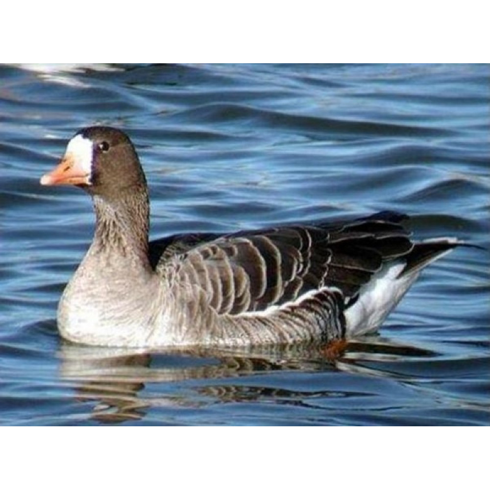 Манок Helen BAUD на белолобого гуся, акриловый