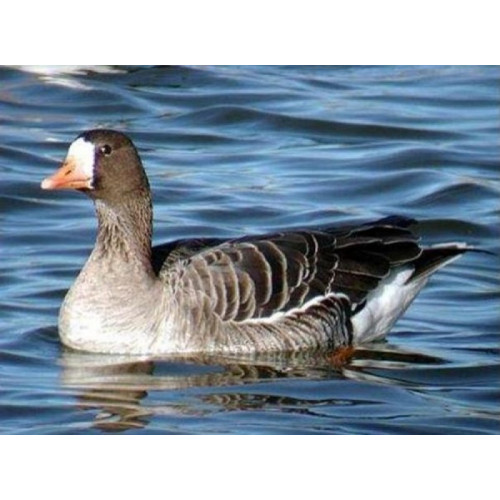 Манок Helen BAUD на серого гуся