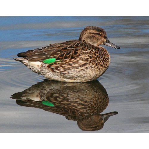 Манок Helen BAUD на чирка-свистунка, утка