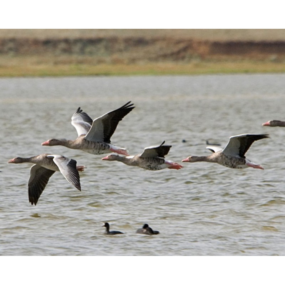 Манок Helen BAUD на серого гуся, акриловый