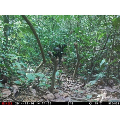 Фотоловушка MINOX DTC650