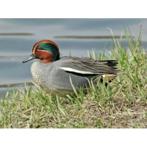 Манок Helen BAUD металлический на чирка-свистунка