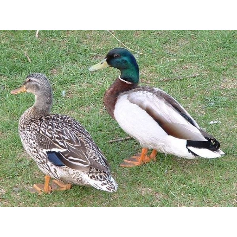 Манок Helen BAUD деревянный на крякву