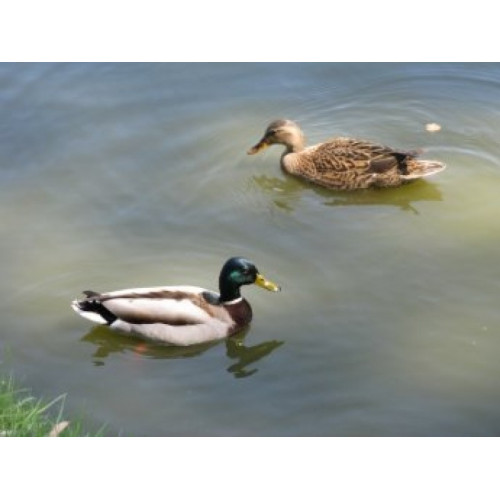 Манок Hubertus на утку и ворону