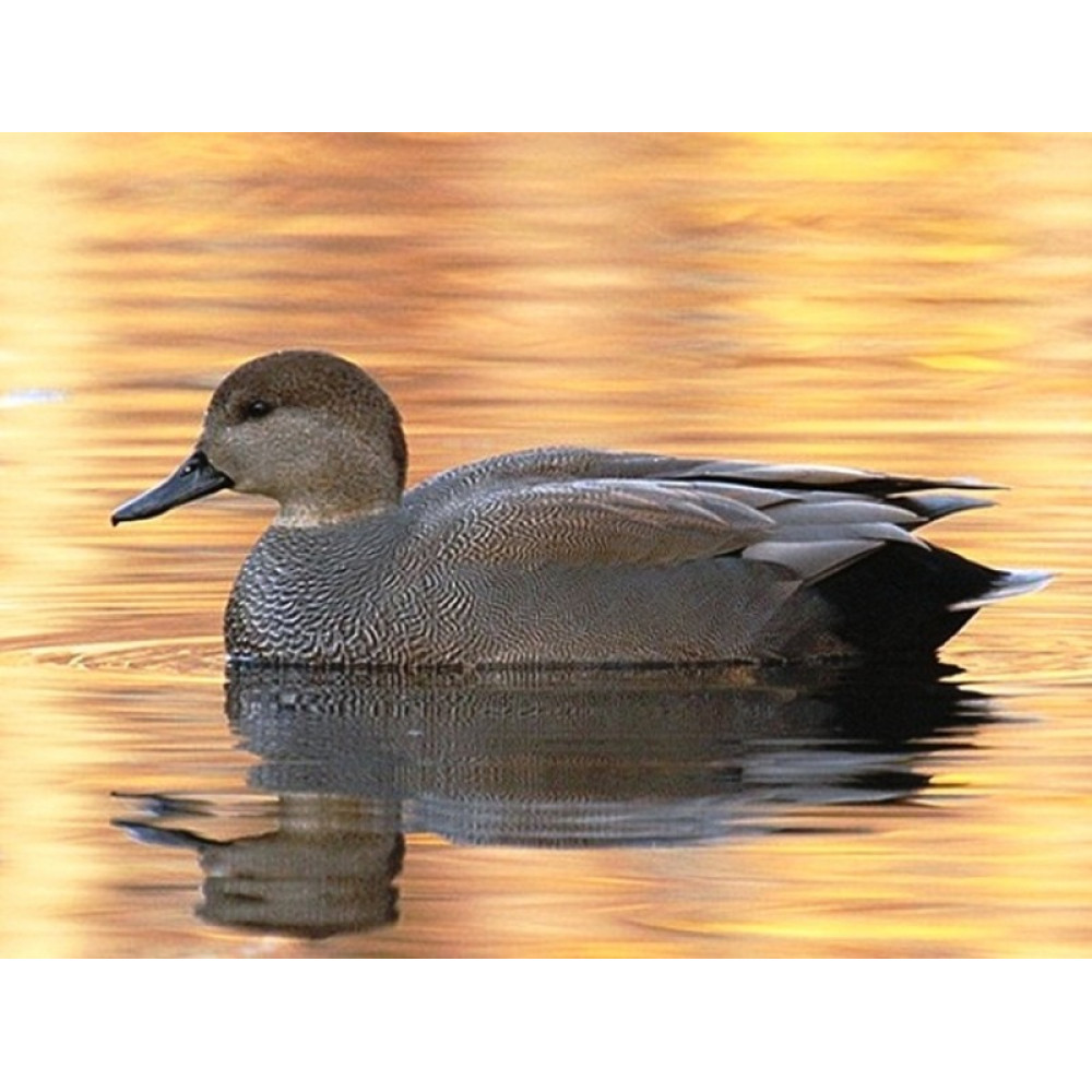 Манок Helen BAUD на утку акриловый, красный