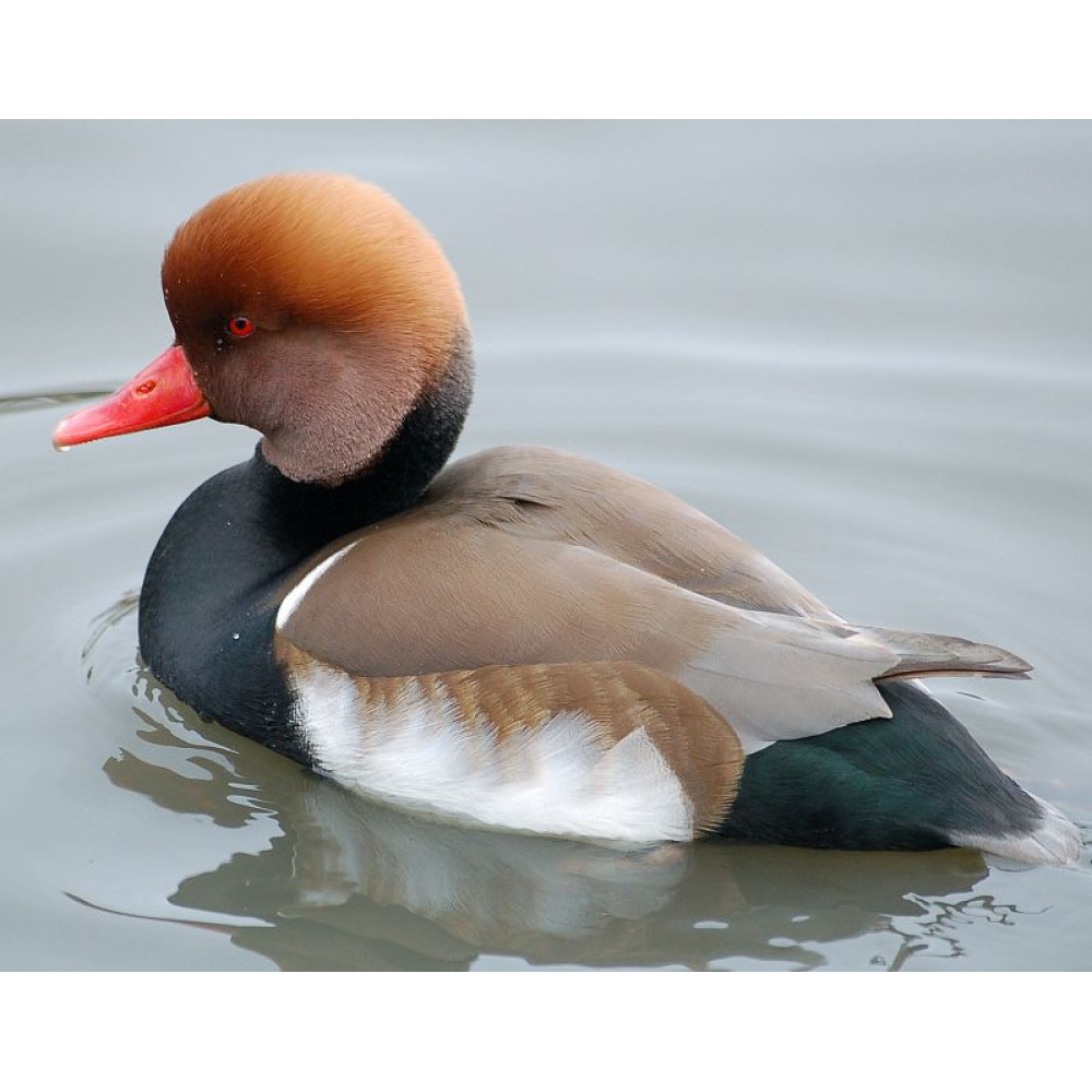 Манок Helen BAUD на нырка, деревянный