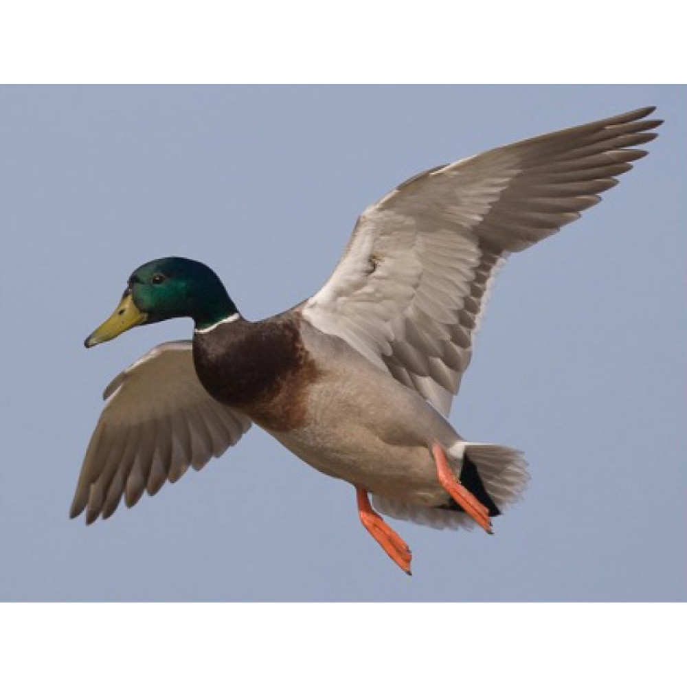 Манок Helen BAUD резиновый гофрированный на утку