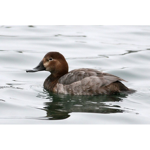 Манок Helen BAUD на нырка, деревянный