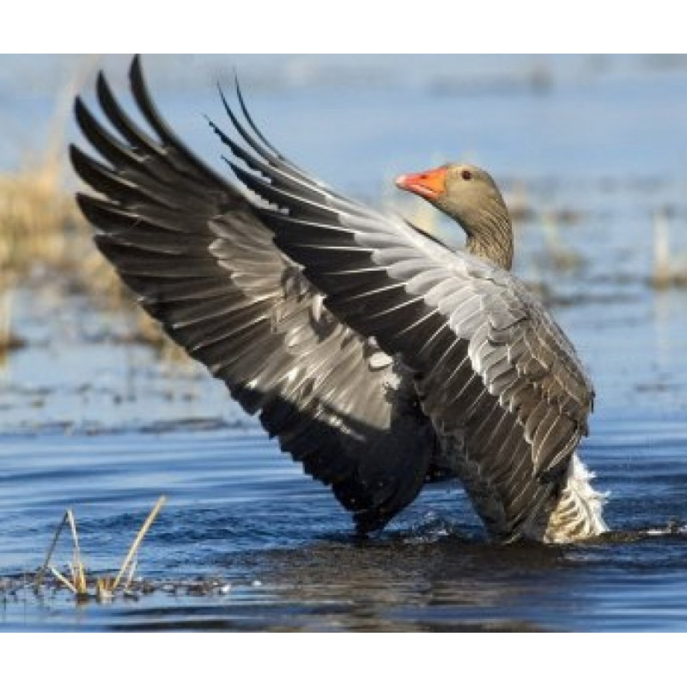 Манок Helen BAUD на серого гуся, акриловый