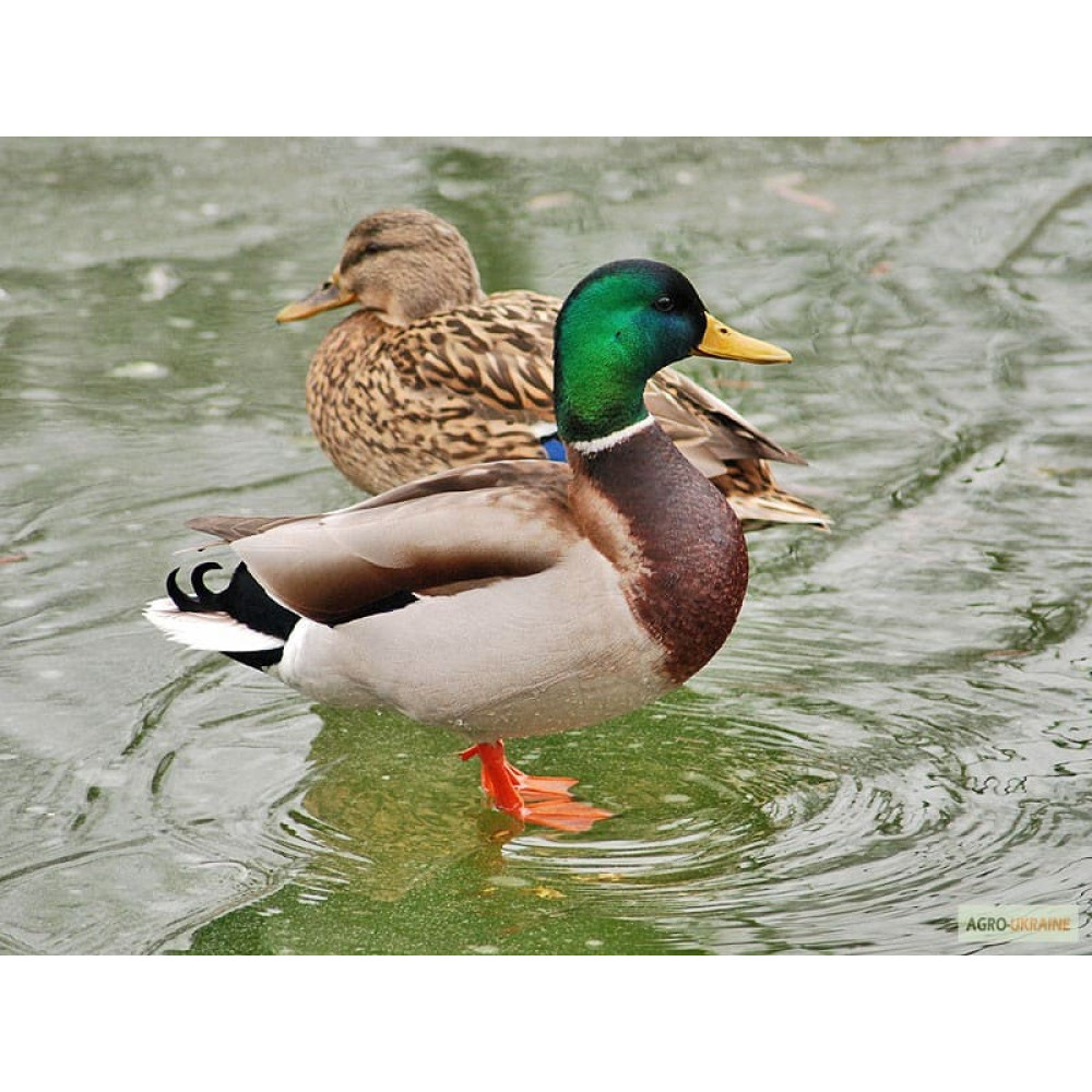 Манок Helen BAUD деревянный с гофрированной вставкой на крякву