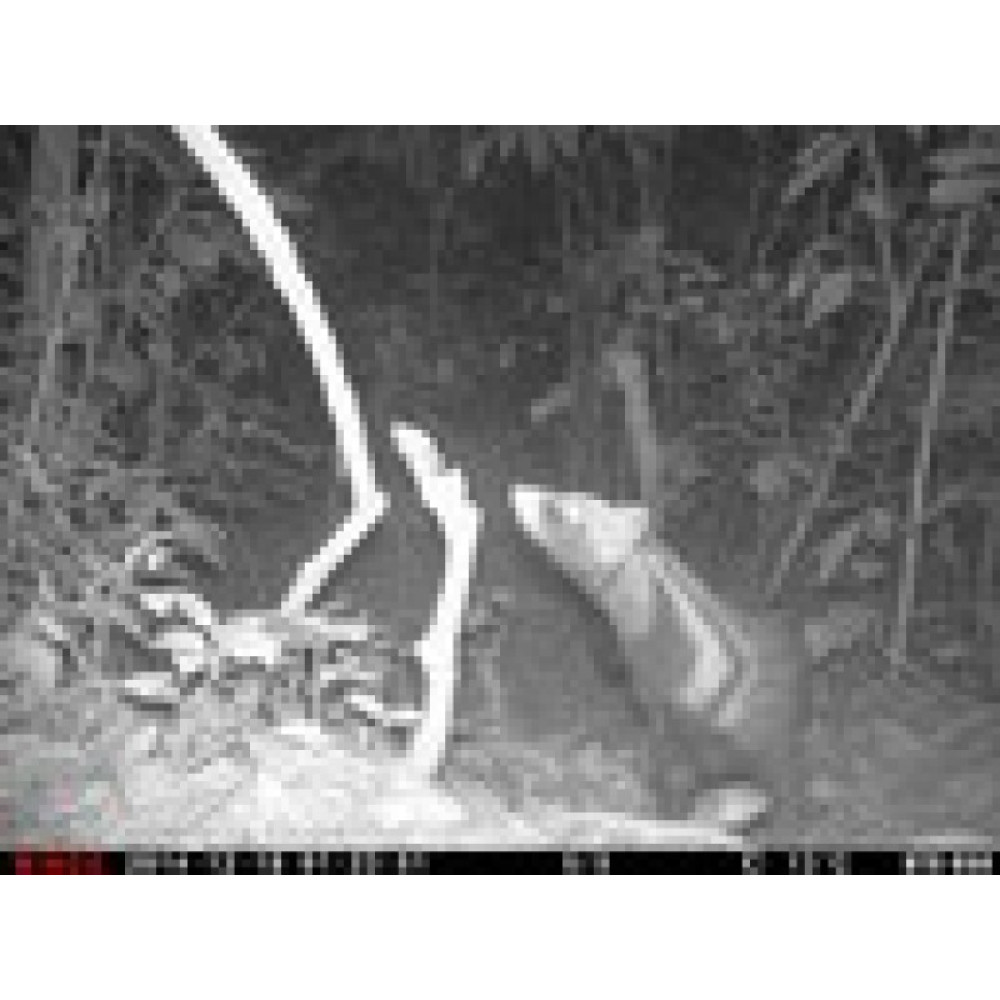 Фотоловушка MINOX DTC650