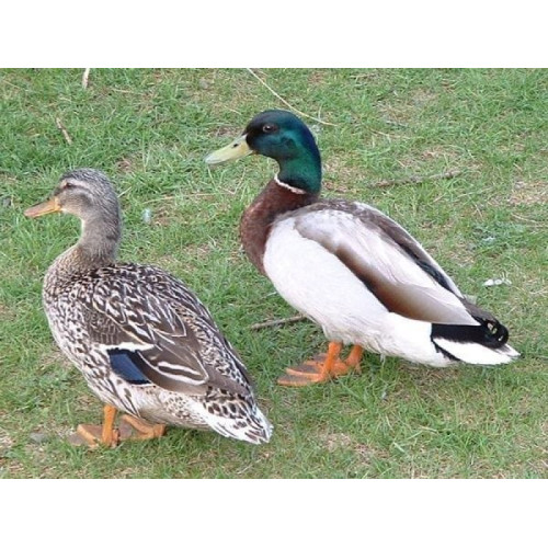 Манок Helen BAUD на утку акриловый 2-х язычковый, зелёный