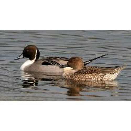 Манок Helen BAUD на шилохвость