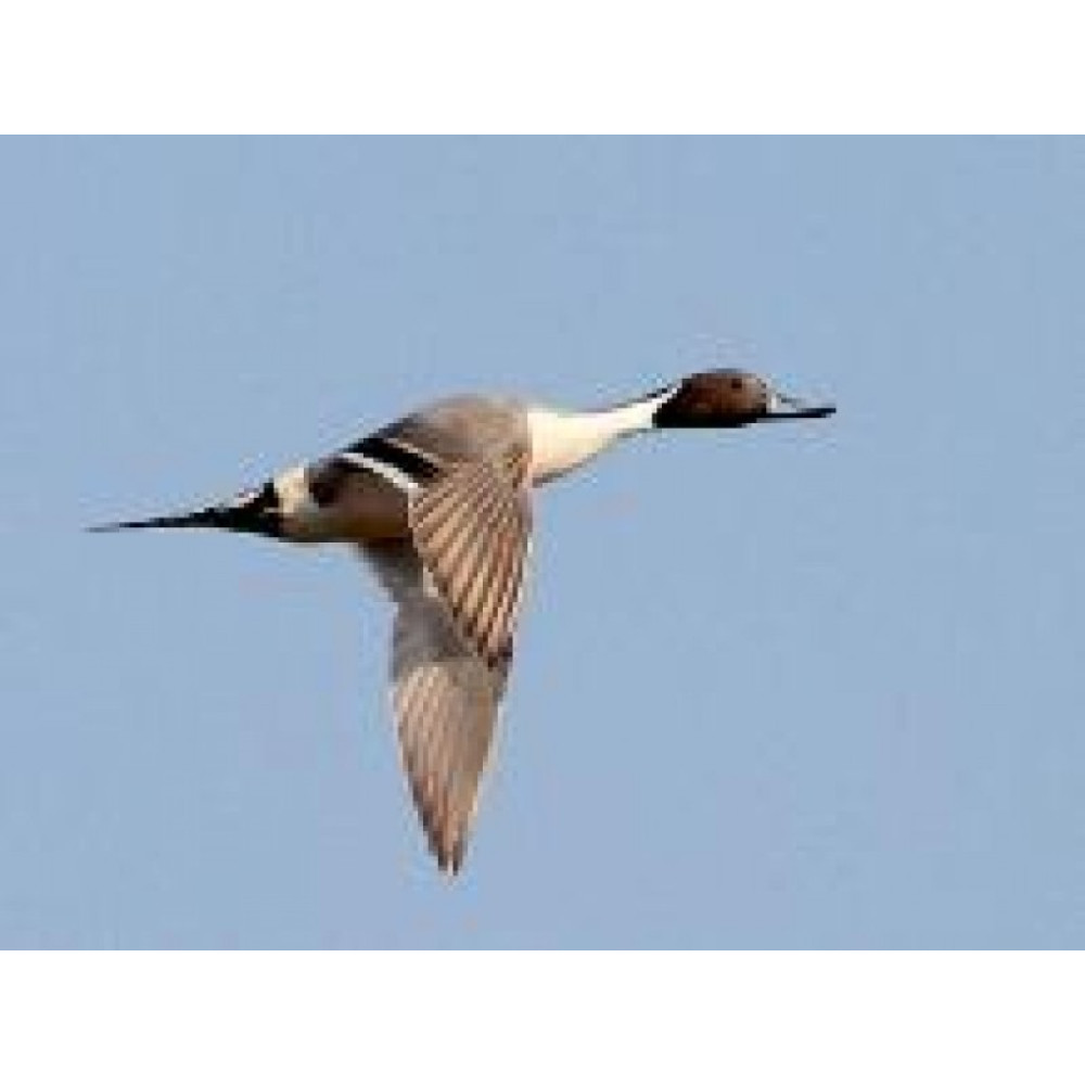 Манок Helen BAUD на шилохвость