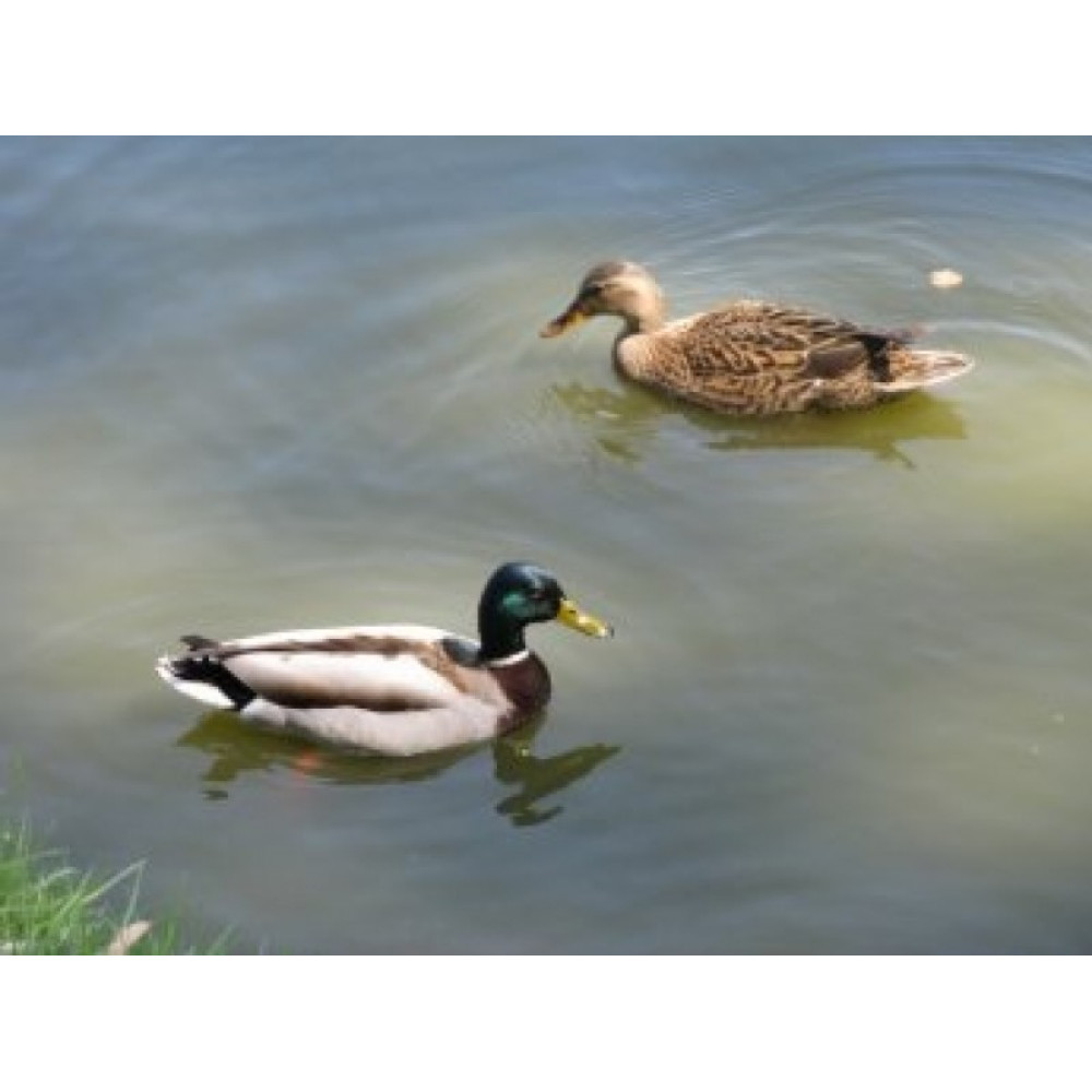 Манок Helen BAUD на утку акриловый 2-х язычковый, зелёный