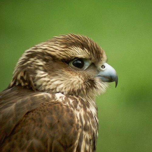 Зрительная труба MINOX MD 62