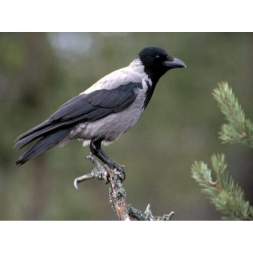 Манок Hubertus на утку и ворону